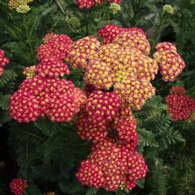 Strawberry Seduction&amp;trade; Yarrow