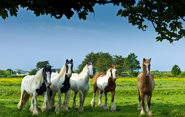 Are buttercups poisonous to horses?