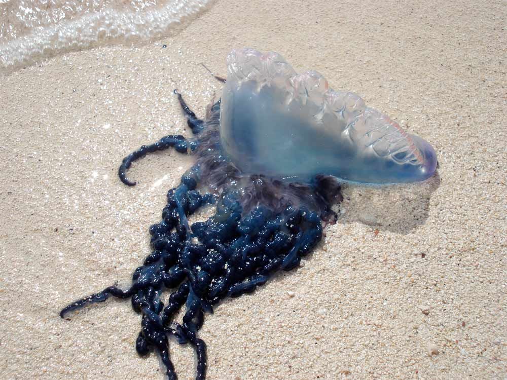 Image Gallery: Jellyfish Rule!: Page 2 | Live Science