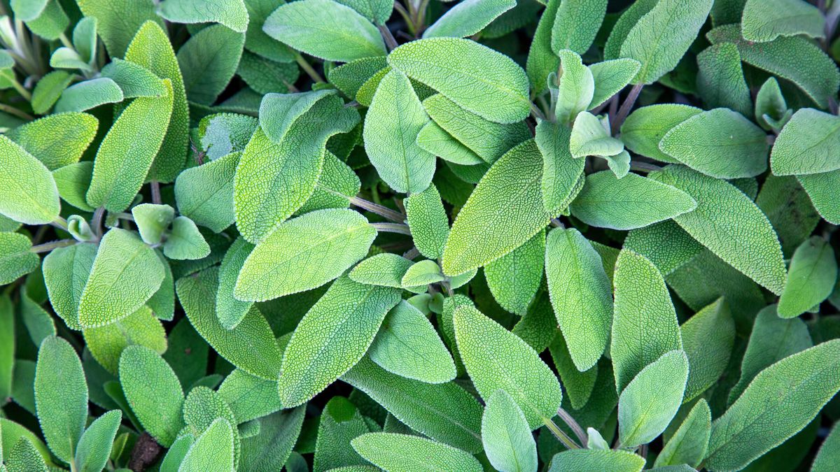 Growing Sage: Best Planting and Care for Flourishing Herbs With Striking Foliage