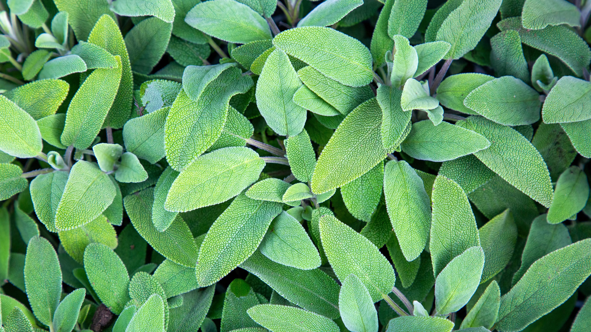 green sage plants with vibrant green foliage