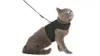 BINGPET Cat Harness and Leash for Walking