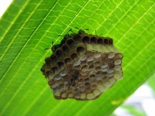 A nest under a leaf in a Costa Rican botanical garden shows socially interacting wasps (Protopolybia exigua).