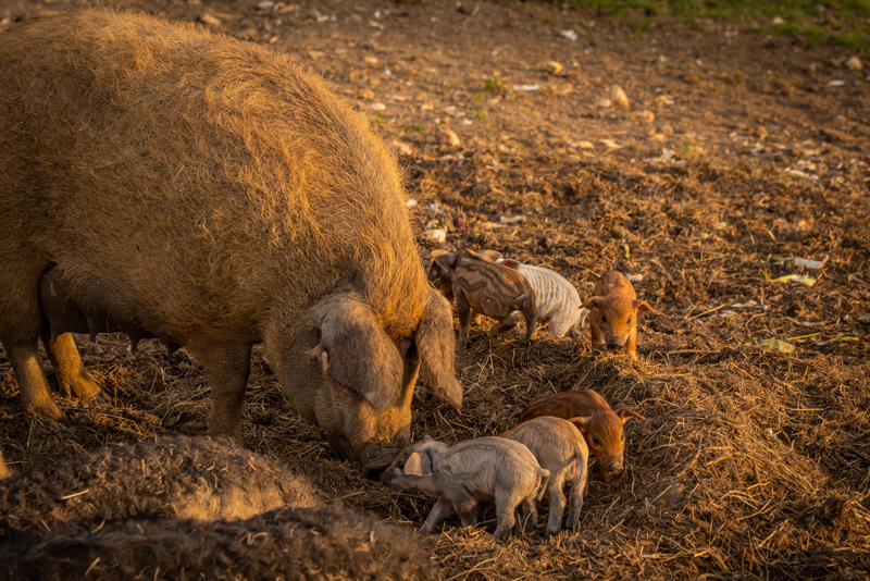 Ch&amp;acirc;teau de Sours pigs