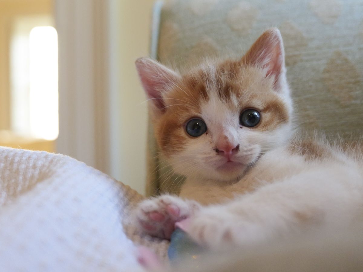 Sample image taken with the Panasonic Lumix L10; tiny cute kitten