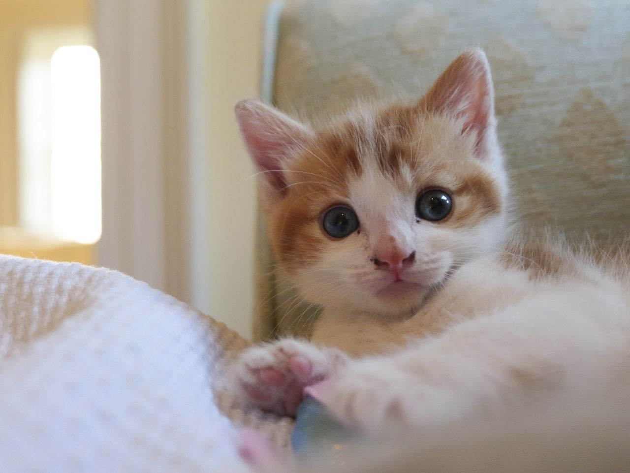 Sample image taken with the Panasonic Lumix L10; tiny cute kitten