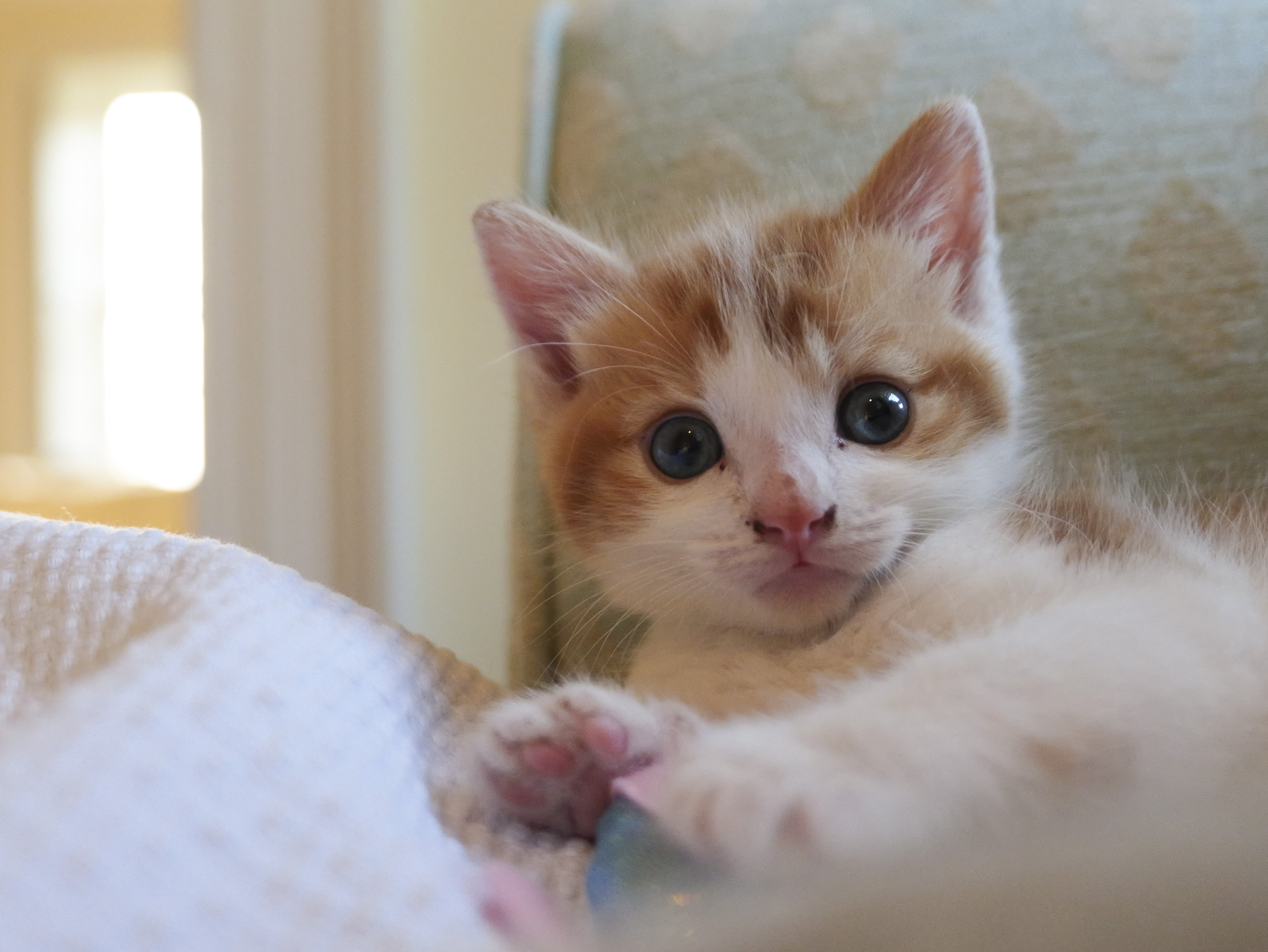 Sample image taken with the Panasonic Lumix L10; tiny cute kitten 