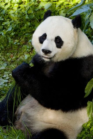 Mei Xiang, female giant panda, Smithsonian's National Zoological Park.