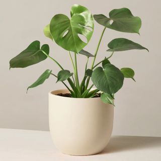 A monstera plant in a cream pot against a white background