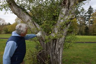 Ball unplayable in tree