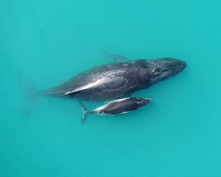 A humpback mother and calf, photographed in Exmouth Gulf in northwest Australia.