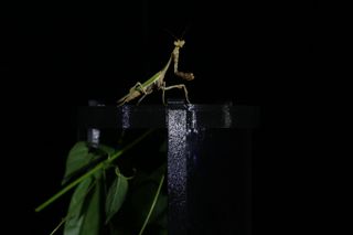 Insect in dark on Deep Exopack by Sabine Marcelis