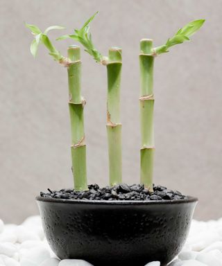 Three lucky bamboo stems growing in a black bowl with pebbles