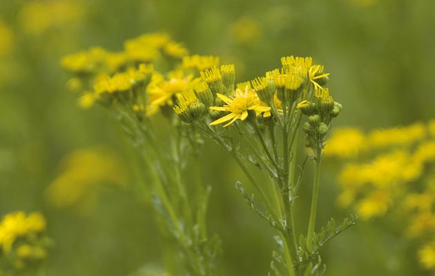 Poisonous plants for horses: ragwort