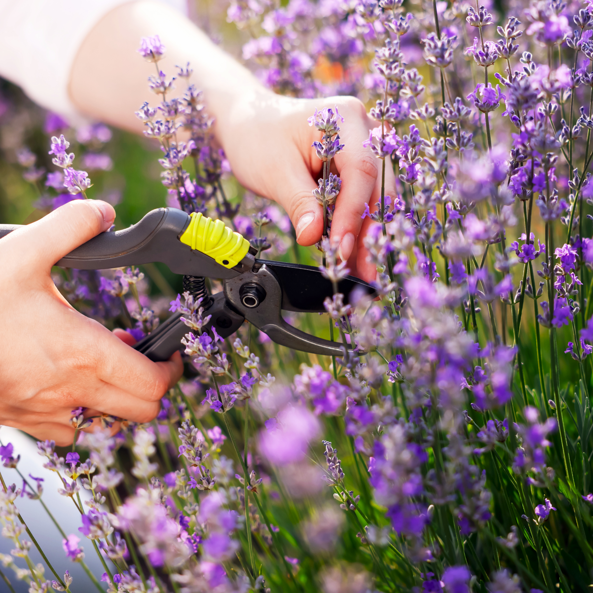 Woman pruning lavender flowers in August