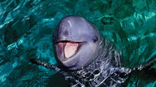 Irrawaddy dolphin