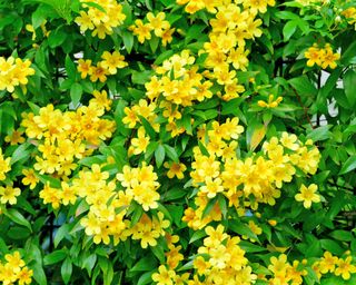 Yellow flowers of Carolina Jasmine (Gelsemium sempervirens)