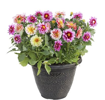 Multicolored Potted Dahlia Flowers