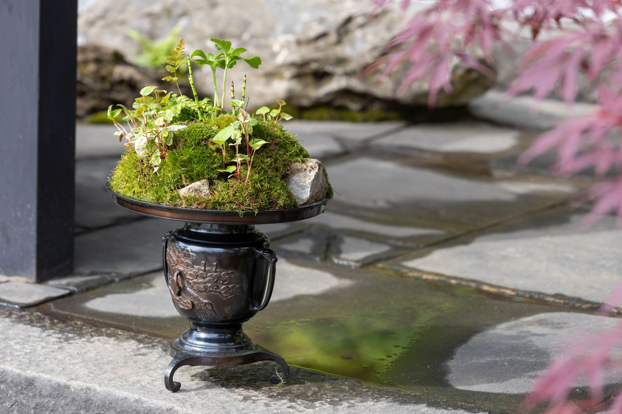 Details of the Tokonoma Garden &ndash; Sanumaya no Niwa, a nostalgic garden scene in a japanese style. IE lots of moss and bonsai and stones