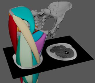 A cross-section of the 3D muscle model of Lucy's pelvis and legs.