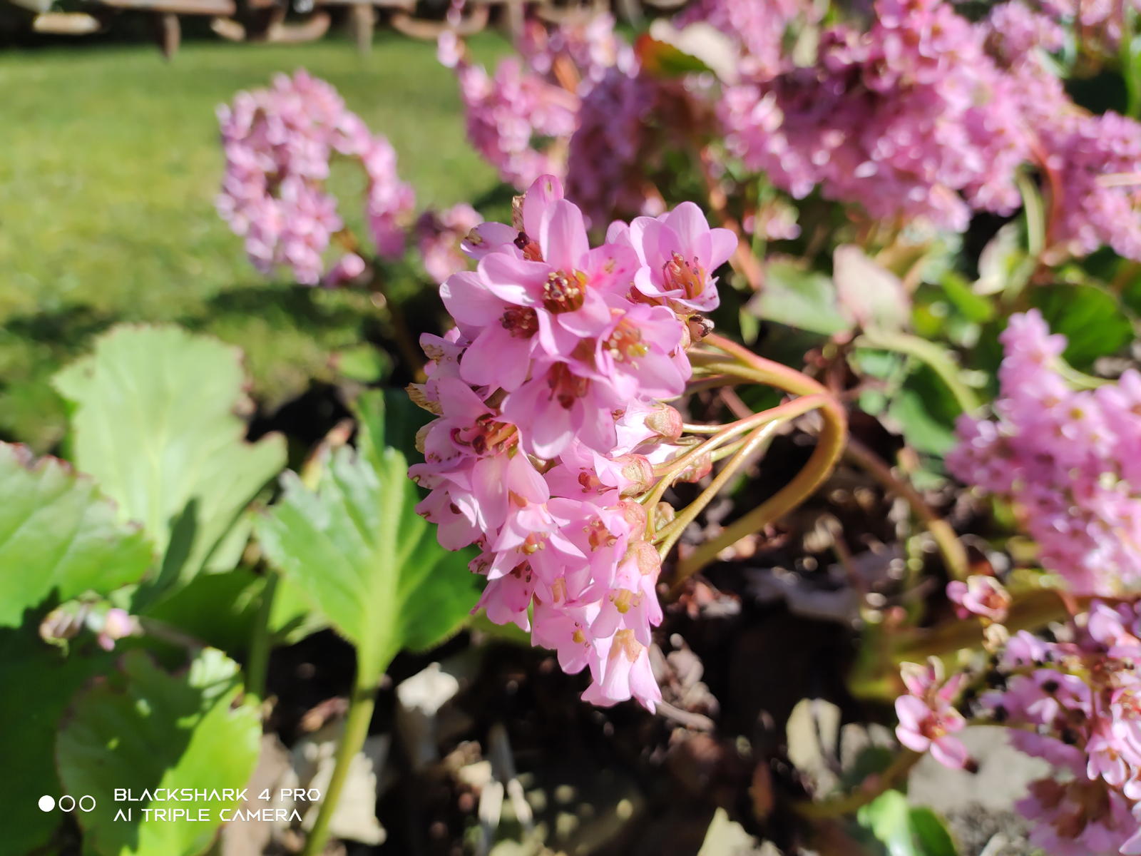 Xiaomi Black Shark 4 Pro camera sample showing flowers