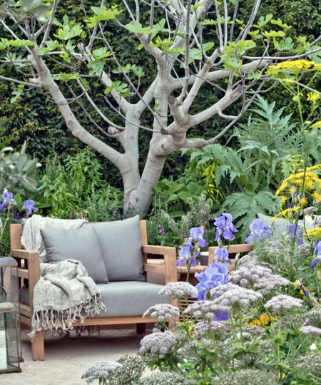 fig tree and flowers in courtyard garden