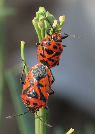 Ornate shieldbugs mating.