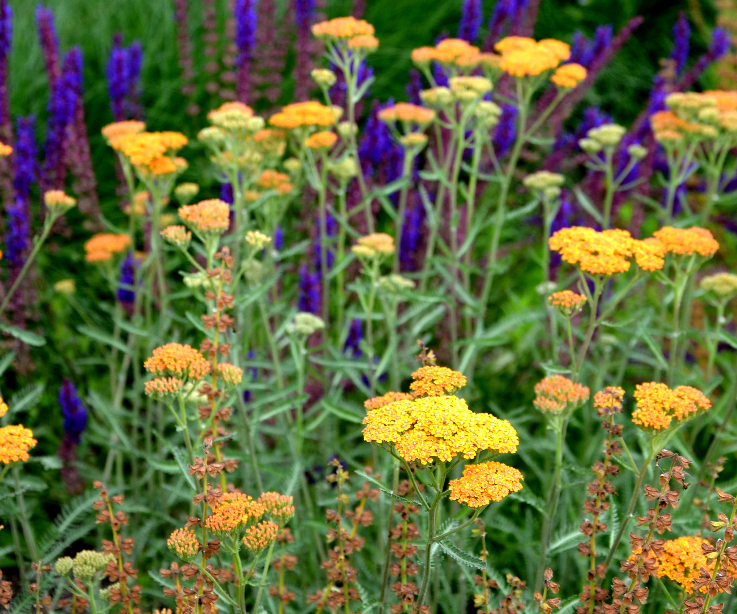 orange flowers of Achillea desert eve with purple salvia in background