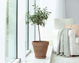 potted olive tree growing indoors in a living room