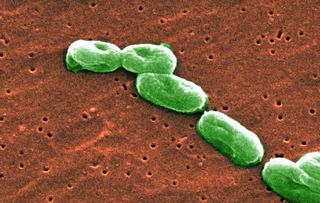 Burkholderia cepacia, one of the bacterial species found on the potable water dispenser on the International Space Station. 