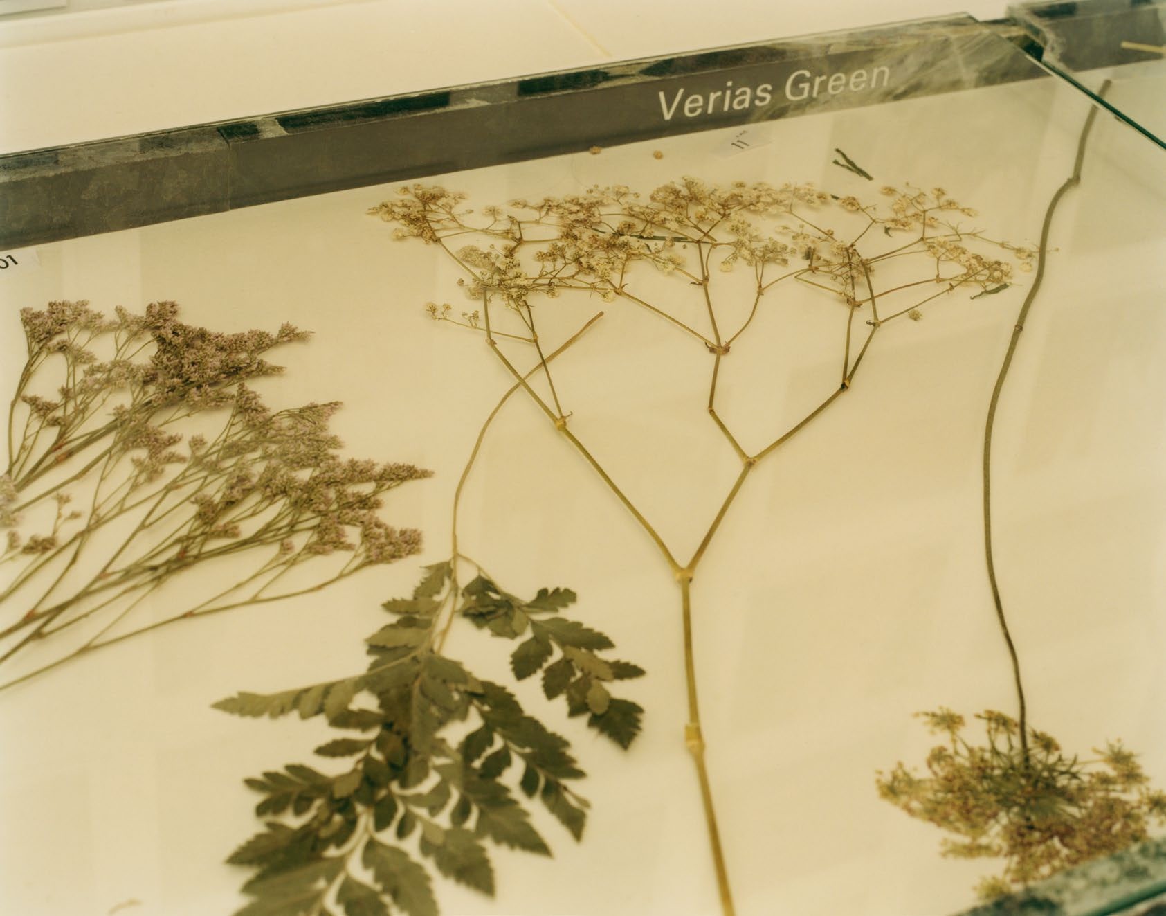 pressed plants