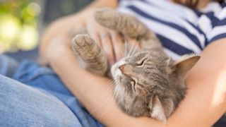 Cat being held and tickled