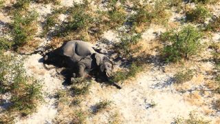 Some of the elephants were seen walking in circles before collapsing face-first into the earth in Botswana.