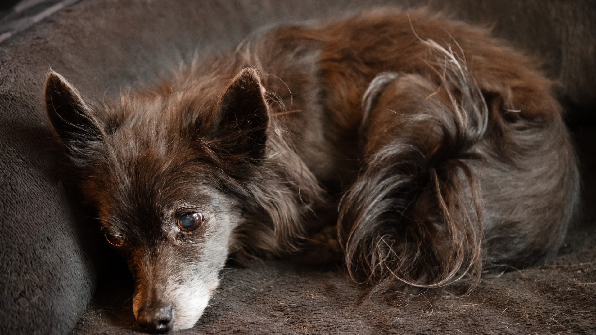 a small long-haired senior dog is curled up on a brown dog bed