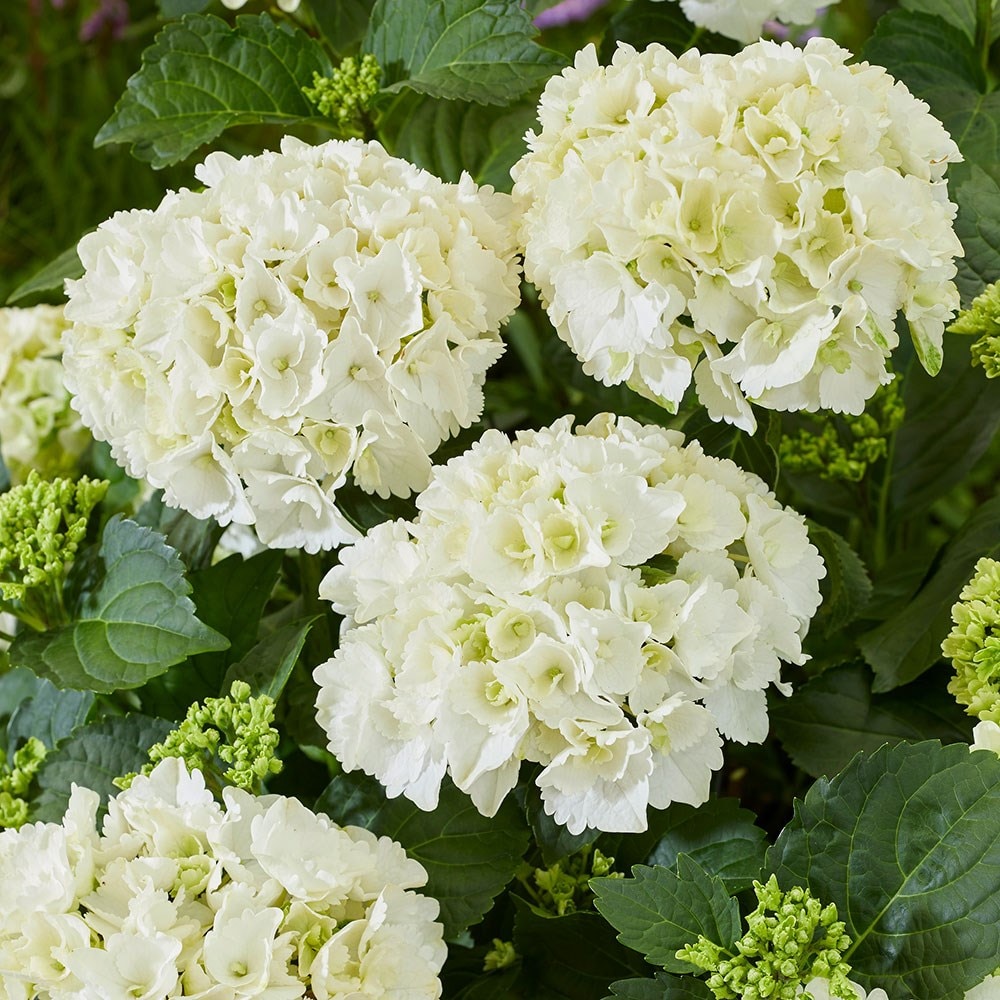 Hydrangea Macrophylla 'white'