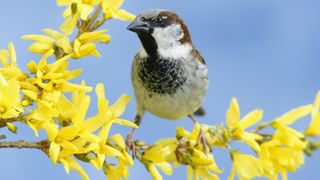 house sparrow on forsythia twig