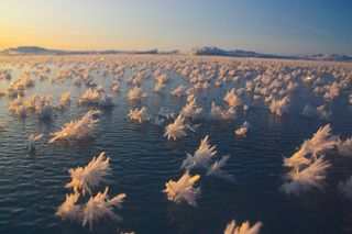 Frost flowers bloom on Arctic Ocean