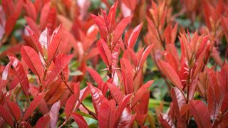 Red Robin photinia leaves