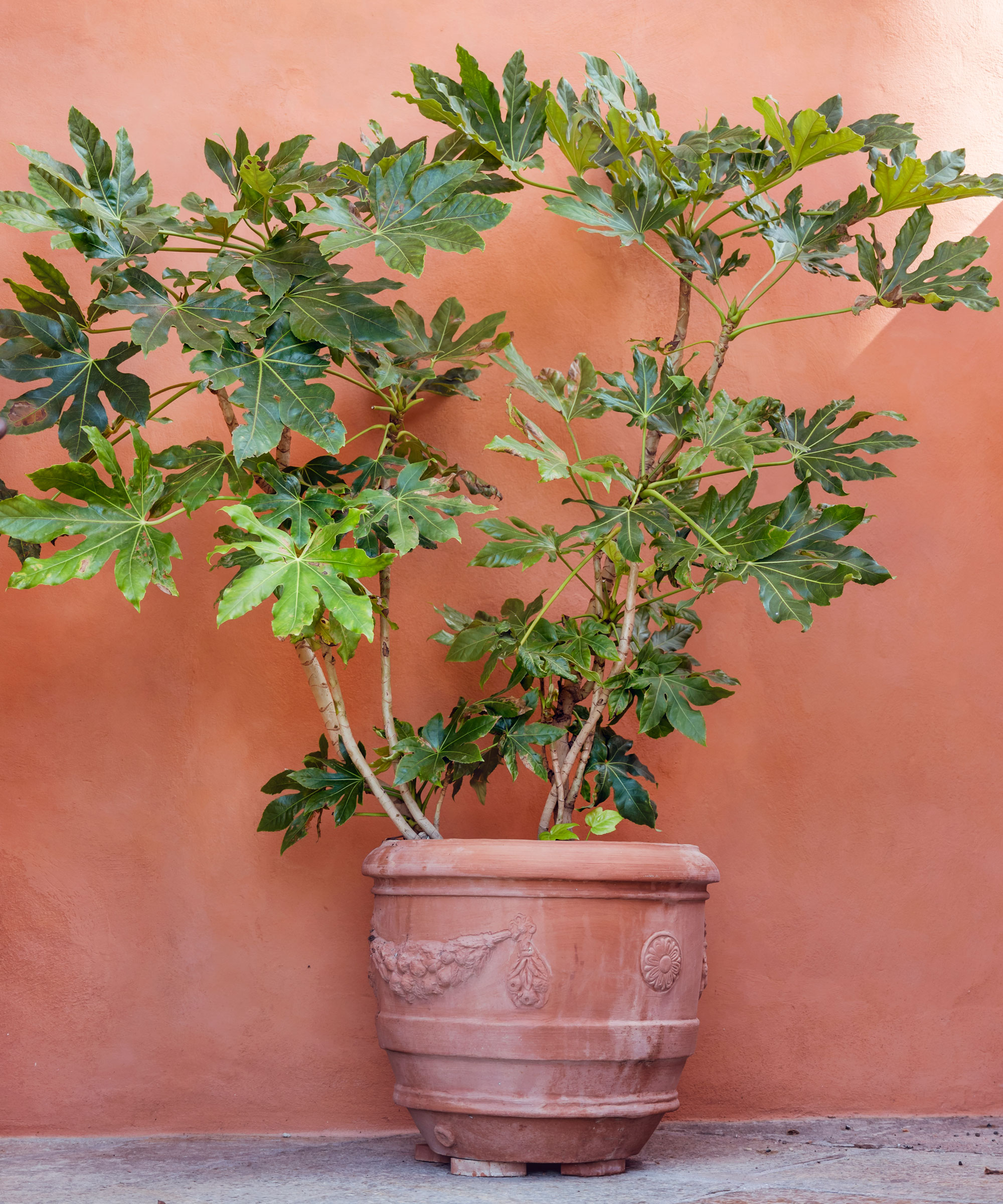 large fig plant in stone container