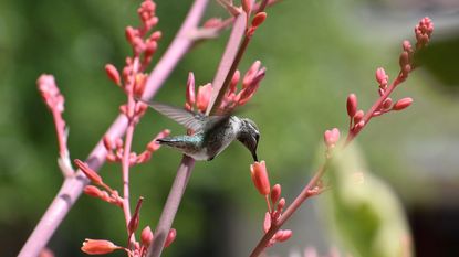 A hummingbird on a plant