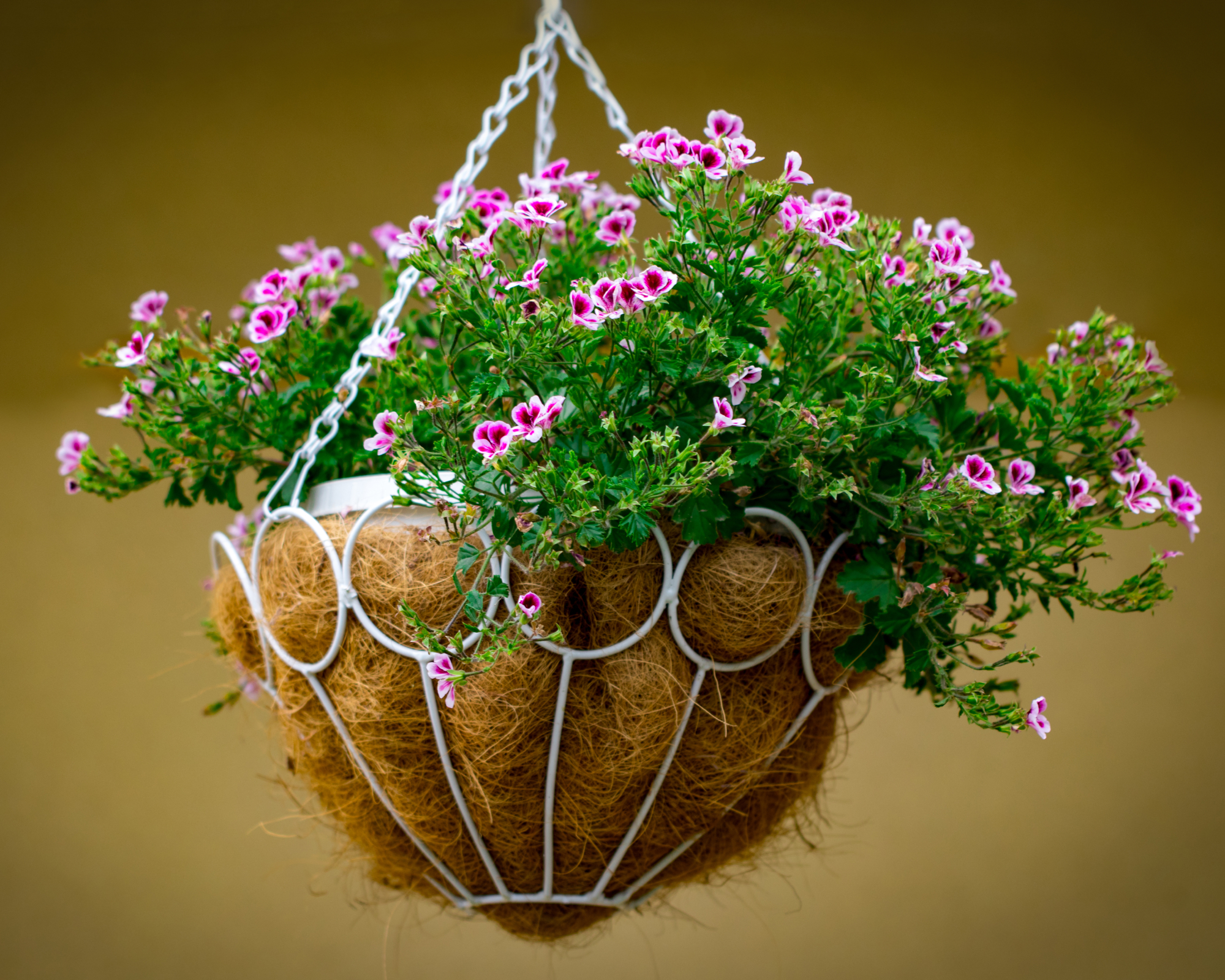 Scented geranium plant growing in hanging basket
