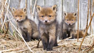 Family of young foxes photographed by Ossi Saarinen