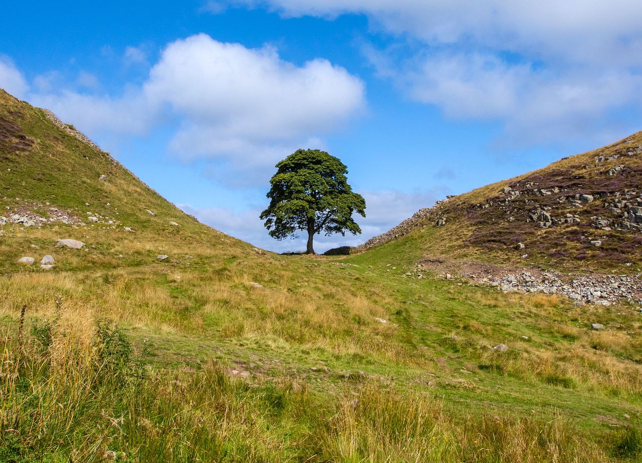 The beautiful tree at Sycamore Gap, located on the Hadrians Wall Path in Northumberland.