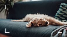 picture of a golden cockapoo laid on a dark blue sofa to support a guide on expert cleaning tips for pet owners