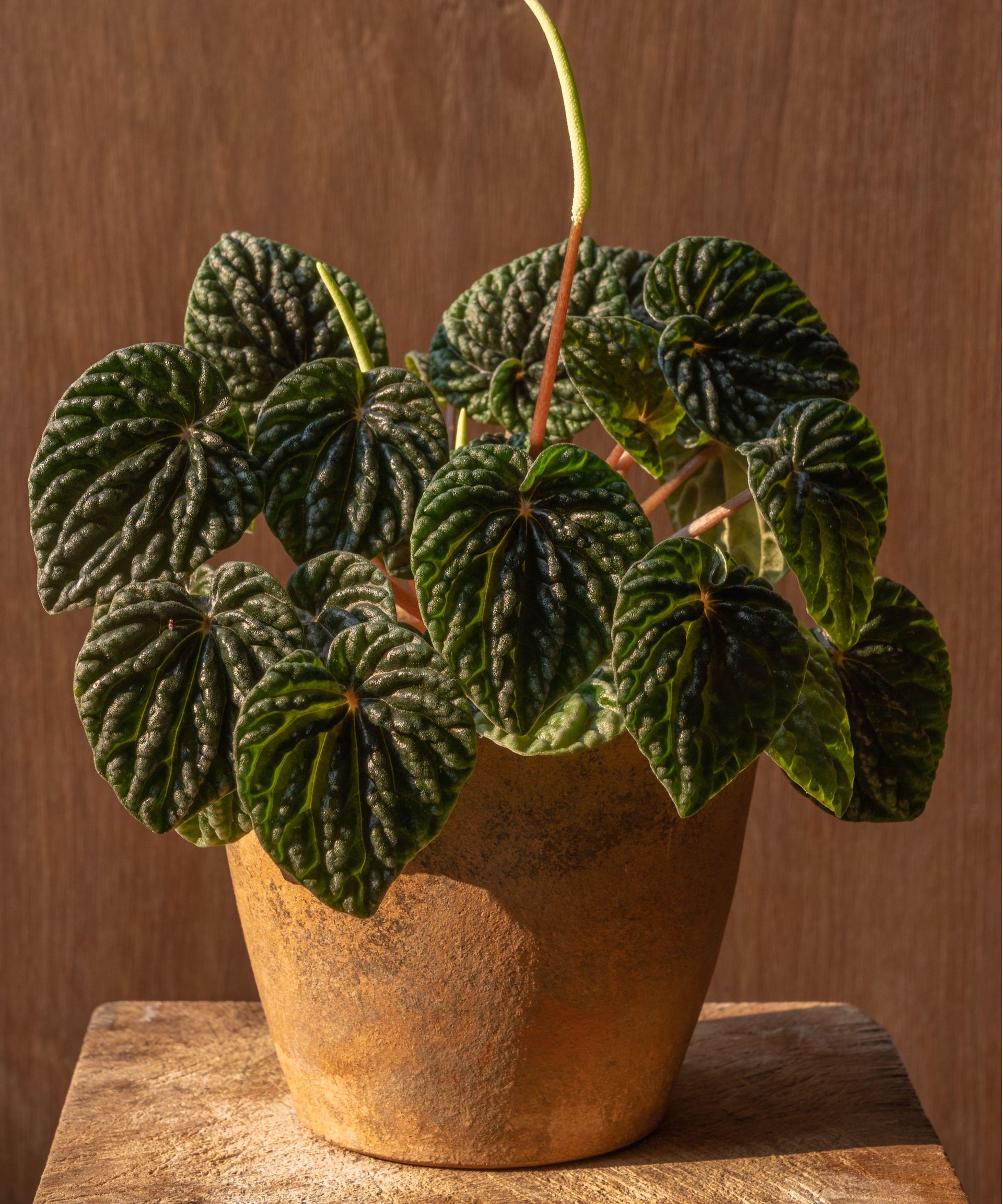 Peperomia plant