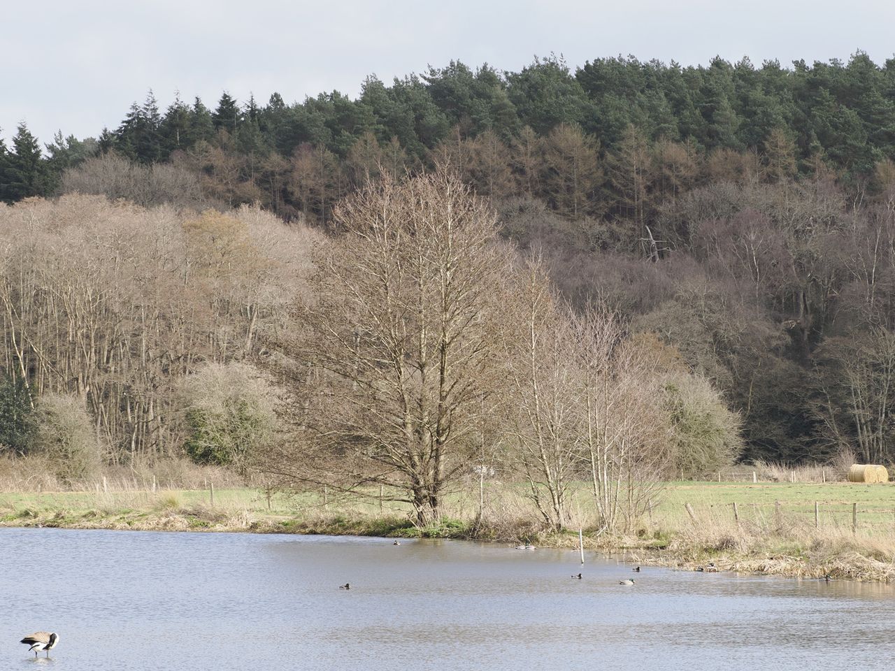 Landscape photo of a tree by a lake with a telephoto lens perspective