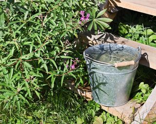 metal bucket filled with water sitting on garden steps