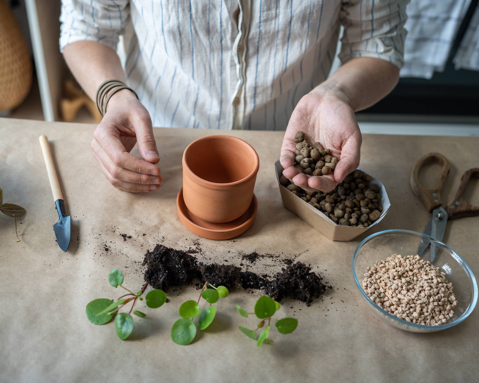 Gardener switching plants to semi-hydroponics