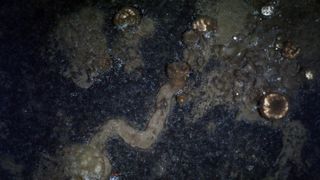 An example of a trail left by sponges as they crawl across the seafloor.