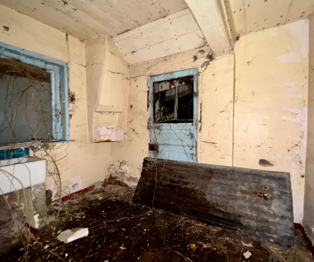 Interior of house covered in ivy shows some dying ivy roots